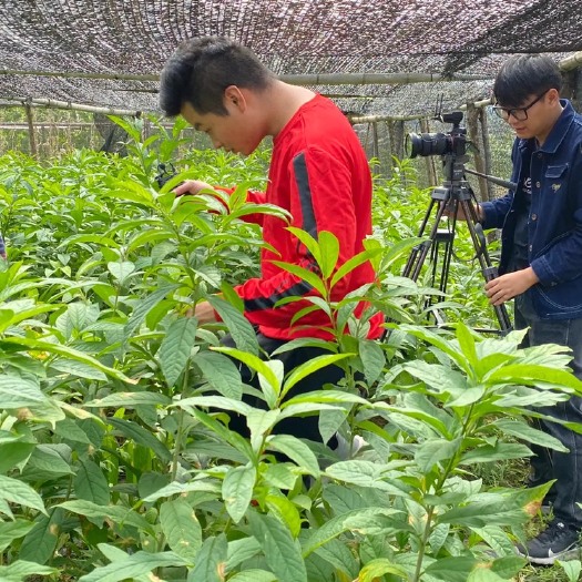 昭平县黄花倒水莲，黄花远志，观音串苗