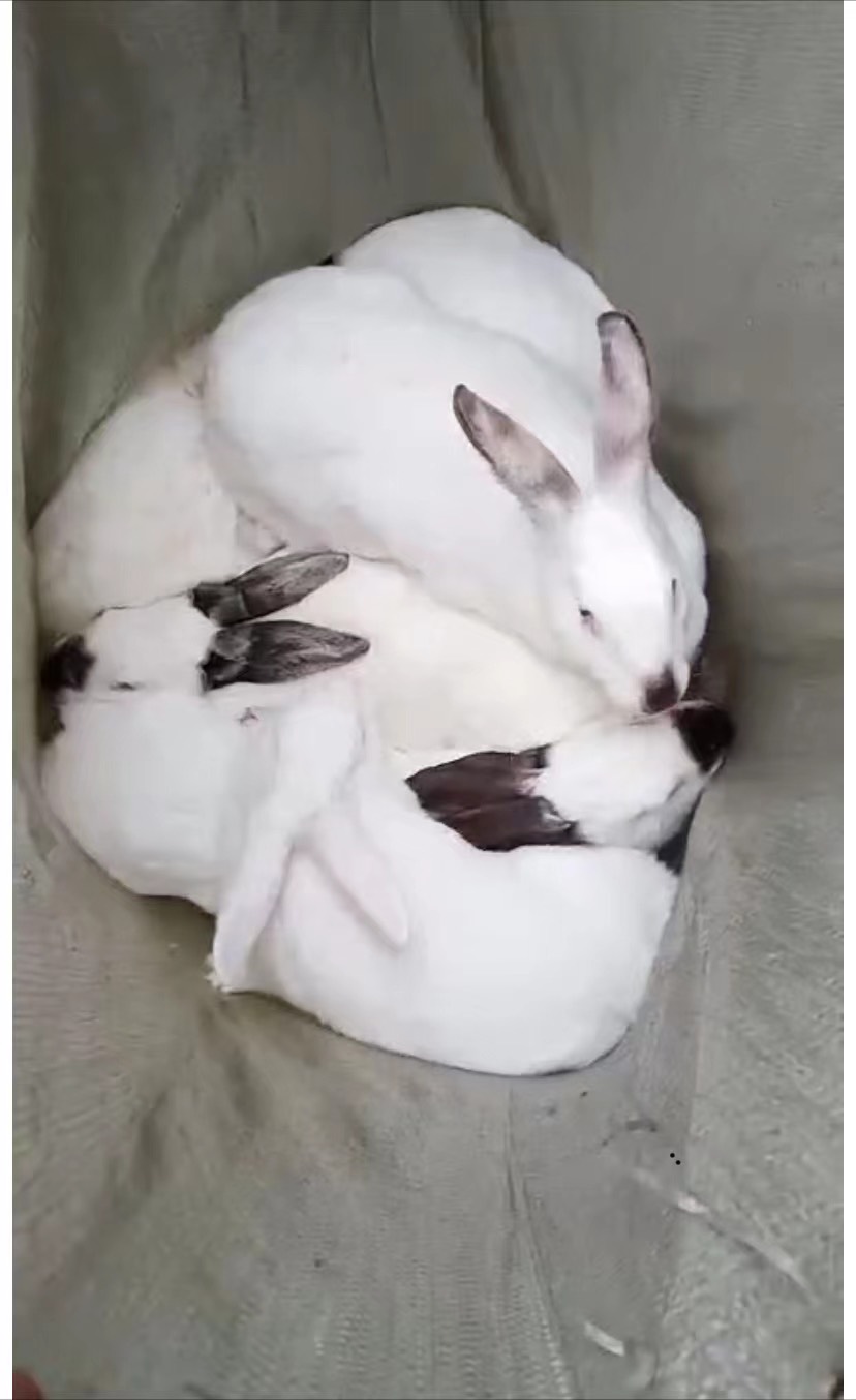 桂阳县出售比利时兔 杂交兔 新西兰兔 伊拉兔 肉兔