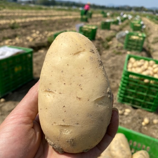广州黄心土豆 广州增城本地马铃薯土豆货源充足每天新鲜现挖批发零售