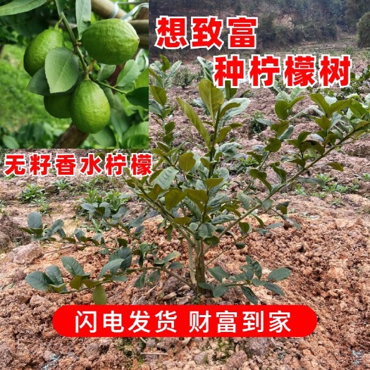 藤县无籽香水柠檬苗，两广地区包邮，春耕好时机