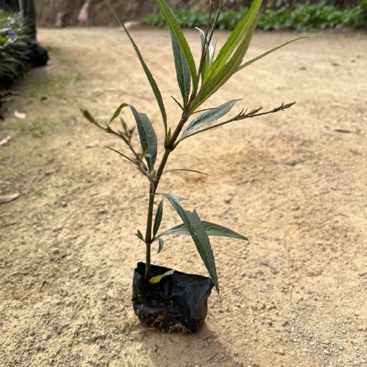 漳浦县翠芦莉盆栽  紫花翠芦莉小杯