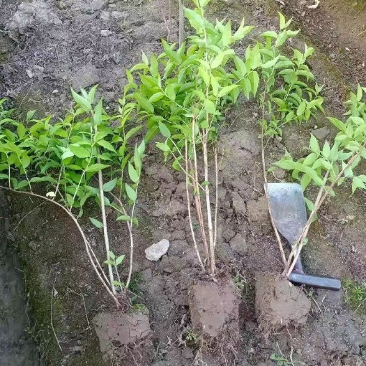 杭州虎耳草 溲疏毛球