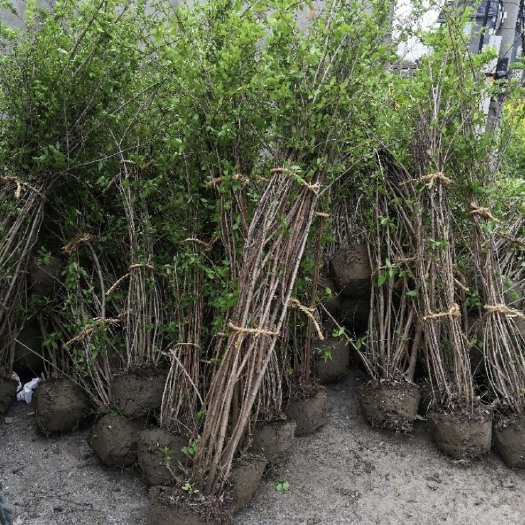 杭州虎耳草 大花溲疏