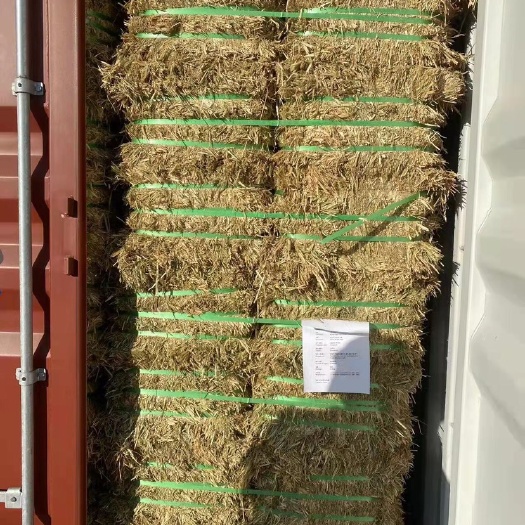 天津饲料燕麦草 澳洲燕麦草