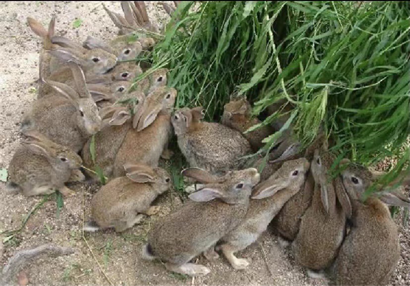 比利时兔 湖南【优选】比利时种兔 杂交种兔 两只包邮 可实地