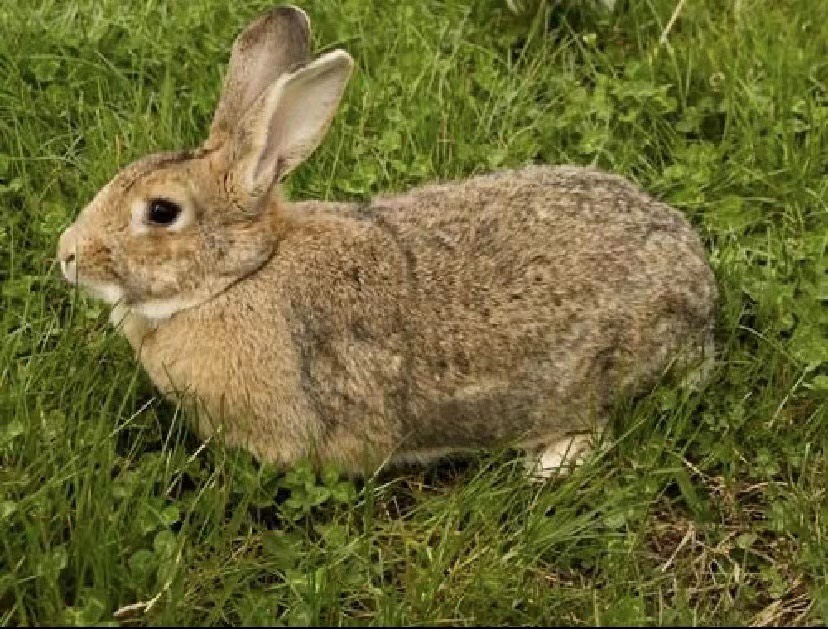 比利时兔 湖南【优选】比利时种兔 杂交种兔 两只包邮 可实地