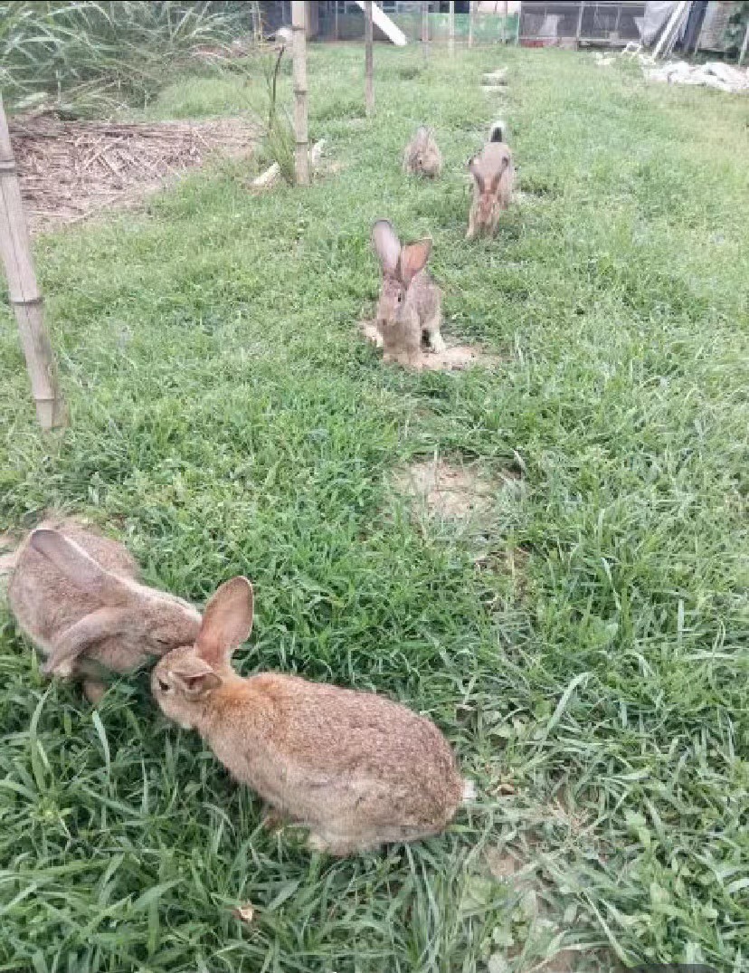 比利时兔 湖南【优选】比利时种兔 杂交种兔 两只包邮 可实地