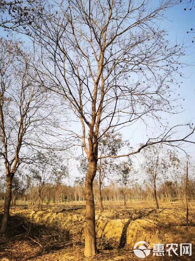  乌桕 南京乌桕基地 乌桕自产自销