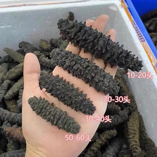 大连深海底50g 辽刺参淡干海参干货礼盒送礼国标优惠淡海参