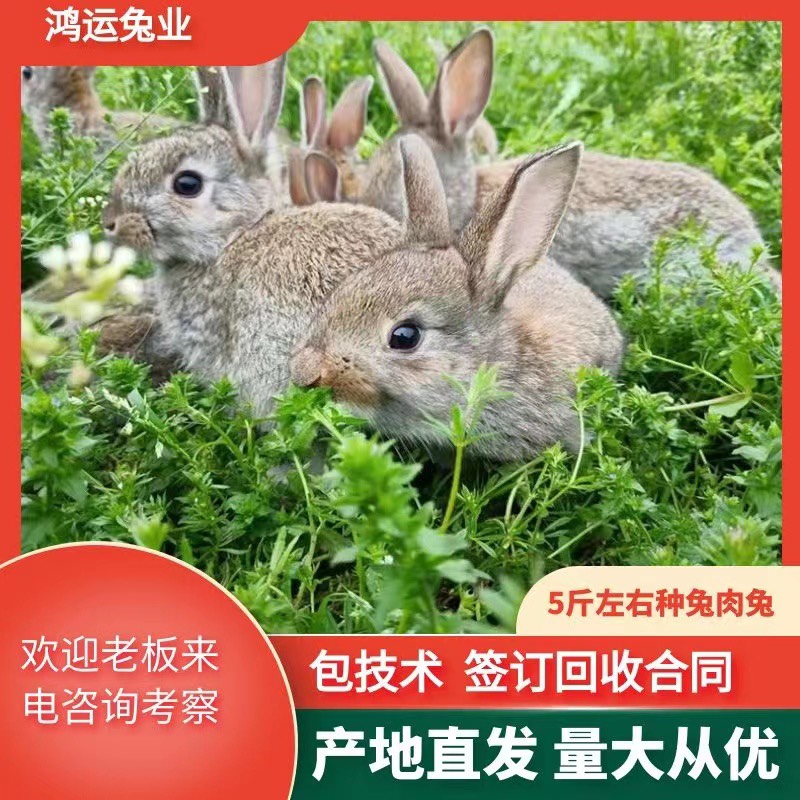 桂陽縣養殖場直售雜交種兔 兔苗 肉兔比利時種兔包技術簽訂回收合同