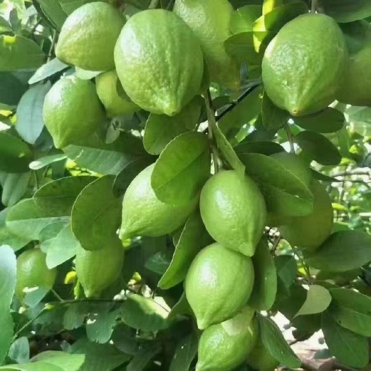 灵山县香水柠檬苗  香水柠檬，青柠，香水无仔柠檬￼￼￼