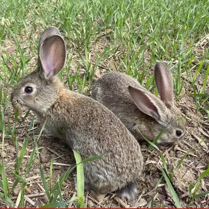 桂阳县比利时杂交兔 种兔 兔苗 肉兔 两只发货 包技术可实地考察