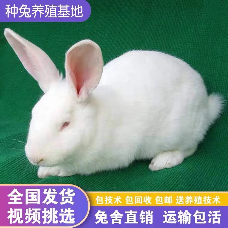 桂陽縣出售新西蘭種兔 獺兔 種兔 兔苗 肉兔 包運輸 包繁殖包回收