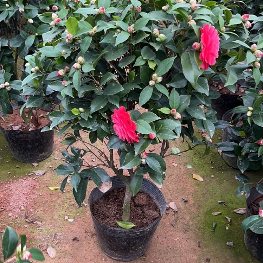漳平市茶花树   18杯到26杯红色茶花