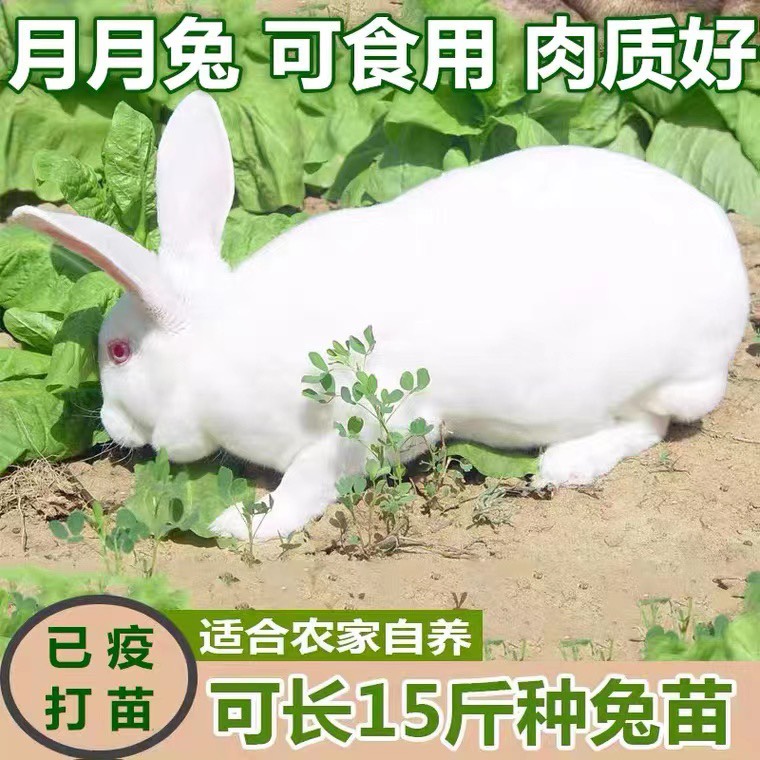桂阳县伊拉兔  出售新西兰伊拉种兔 大白兔 月月兔 兔苗 肉兔包技术包繁殖