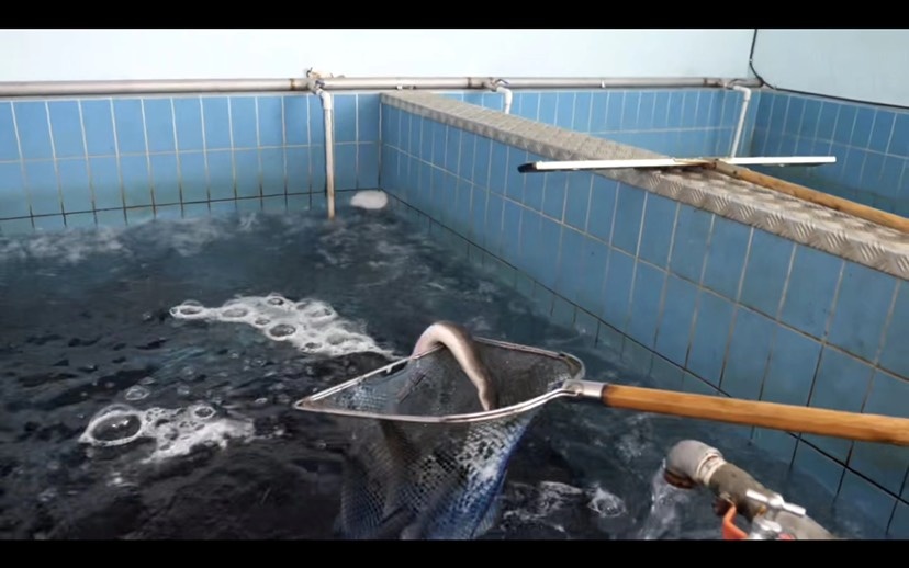 链趣水产，欢迎您的咨询品质良好的鳗鱼、鳗鱼苗