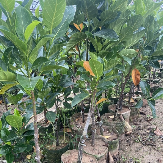 平和县红肉菠萝蜜苗 泰国红肉菠萝蜜12号菠萝蜜杯苗