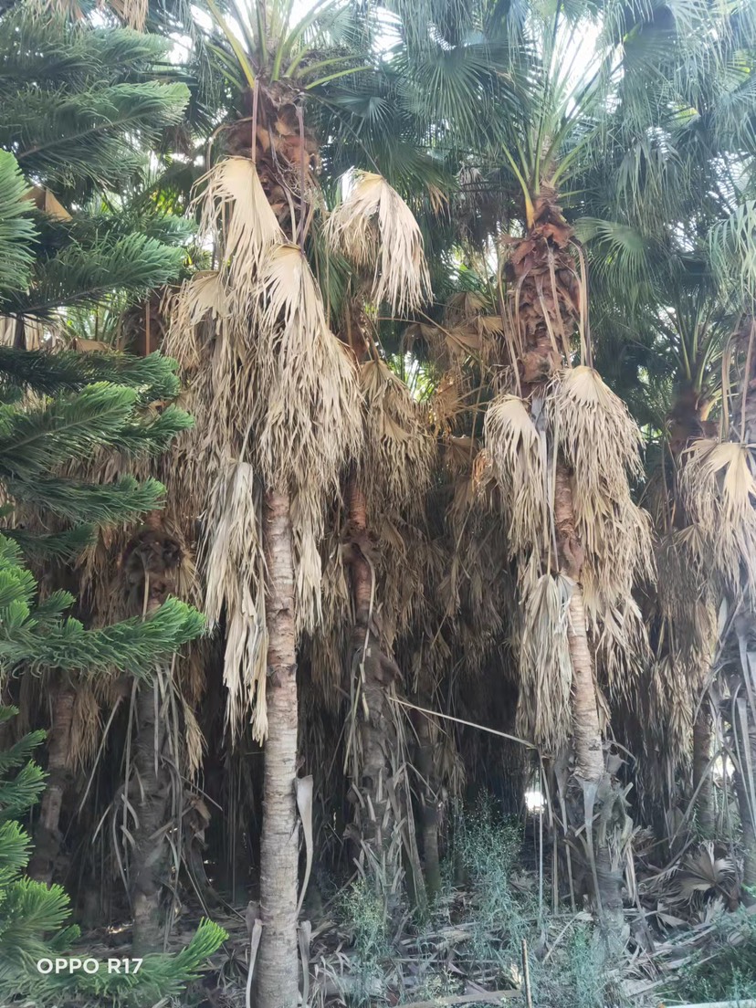 漳州 蒲葵高4-5米 漳州棕榈树蒲葵种植基地苗农直销批发