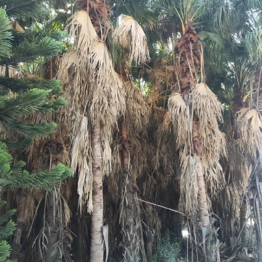  蒲葵高4-5米 漳州棕榈树蒲葵种植基地苗农直销批发