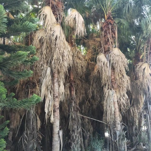 漳州 蒲葵高4-5米 漳州棕榈树蒲葵种植基地苗农直销批发