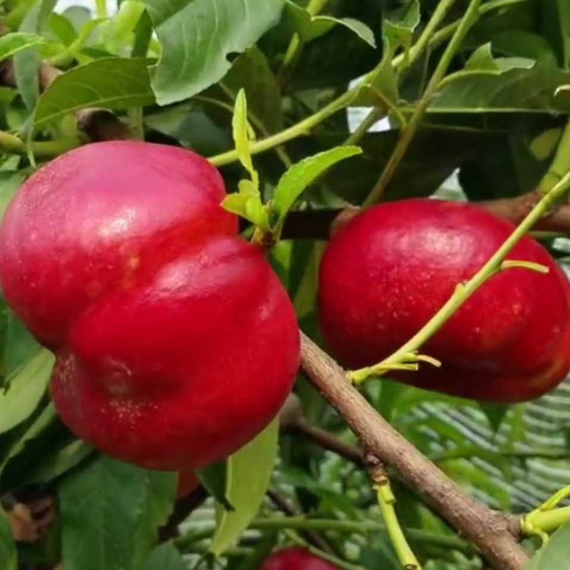 黄金蟠桃树苗   中油蟠9号桃树苗，黄蟠桃树苗，产地培育