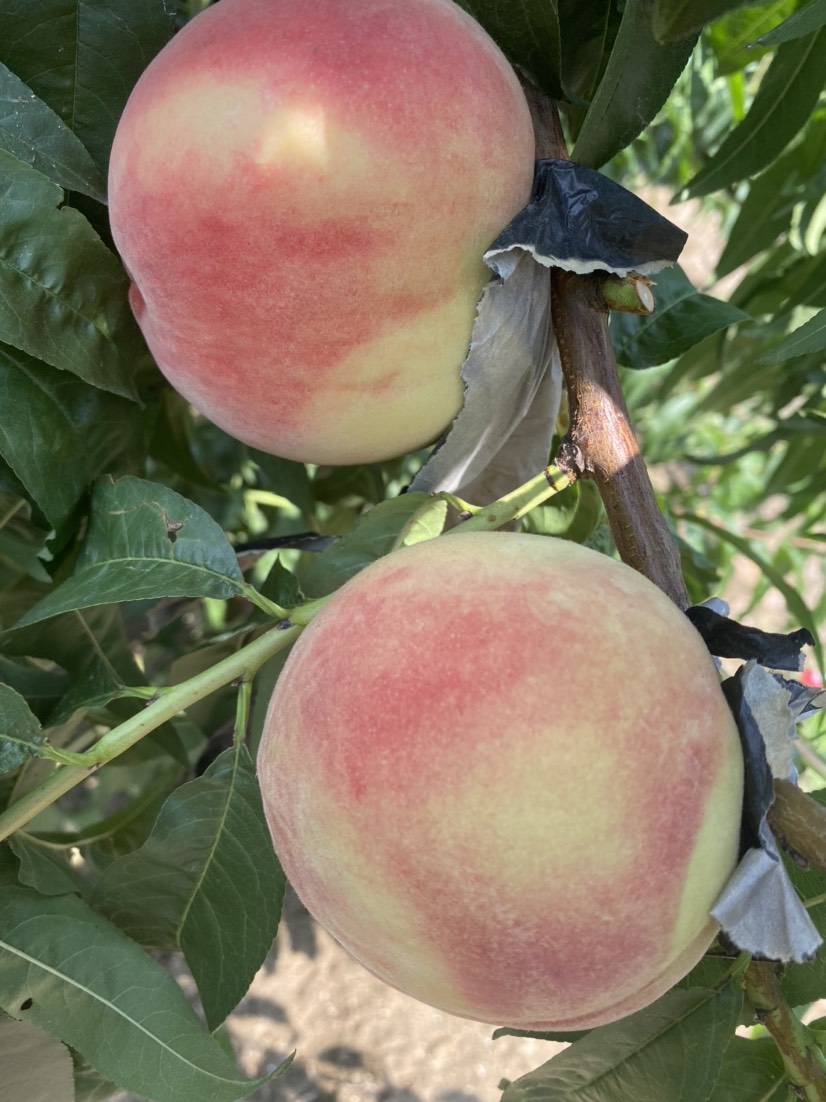 黄金蟠桃树苗   中油蟠9号桃树苗，黄蟠桃树苗，产地培育