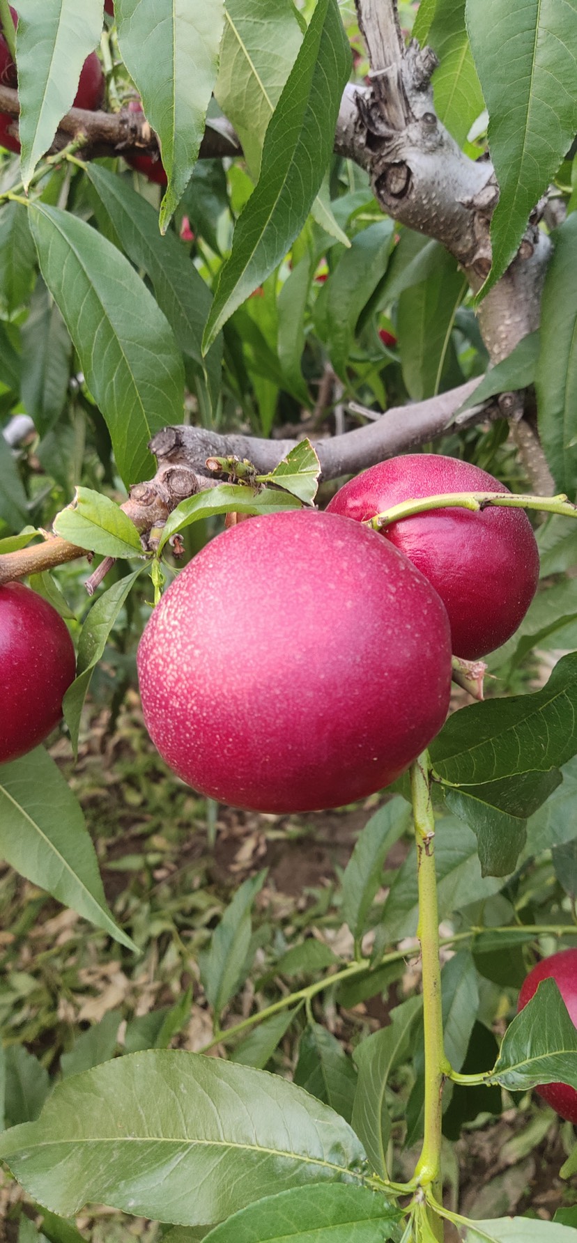 黄金蟠桃树苗   中油蟠9号桃树苗，黄蟠桃树苗，产地培育