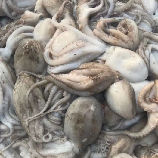 启东市章鱼 八爪鱼批发冷冻鲜活