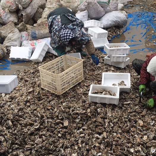 唐山长牡蛎 生蚝