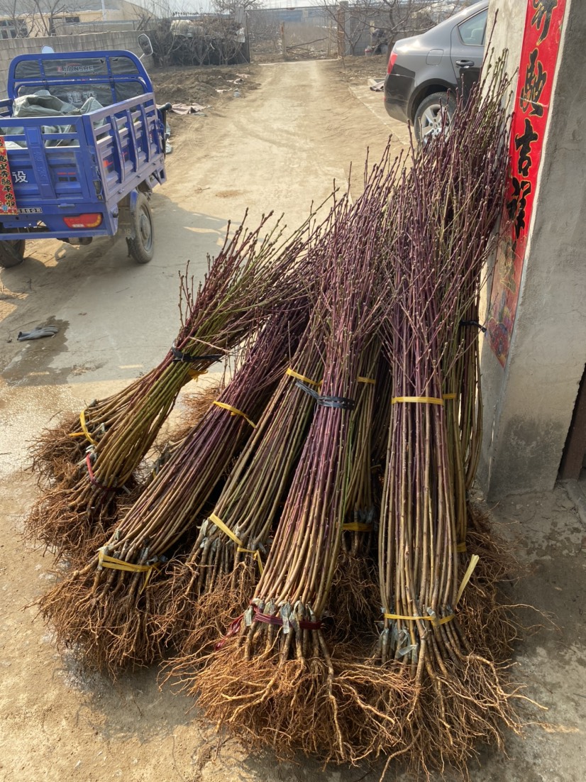 黄金蟠桃树苗   中油蟠9号桃树苗，黄蟠桃树苗，产地培育