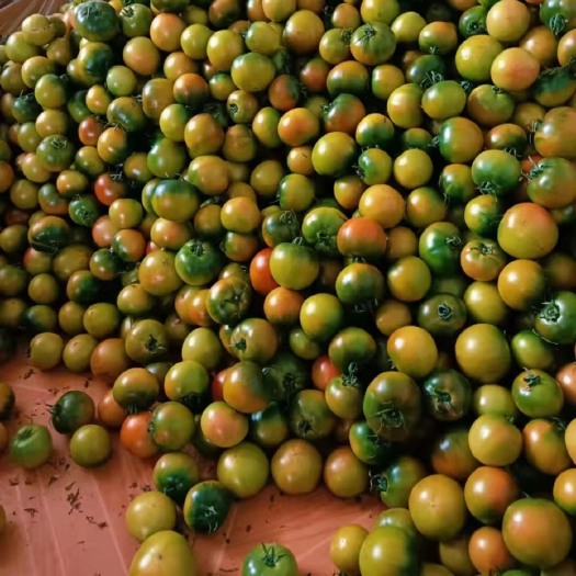 广州铁柿子 草莓番茄（糖度8度以上，大型基地，常年供应）