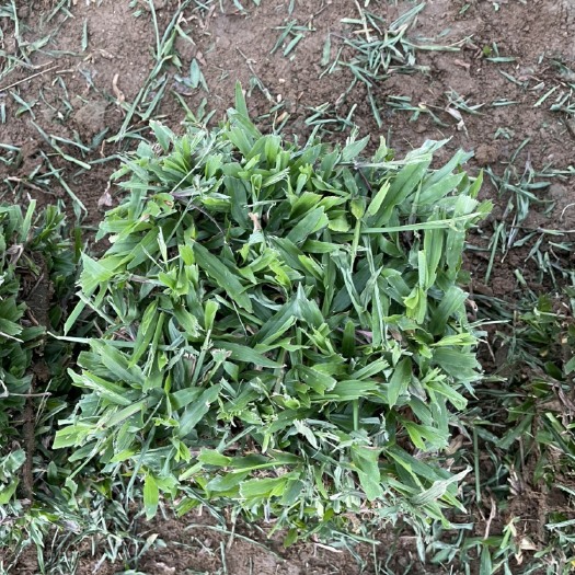 博罗县大叶油草 