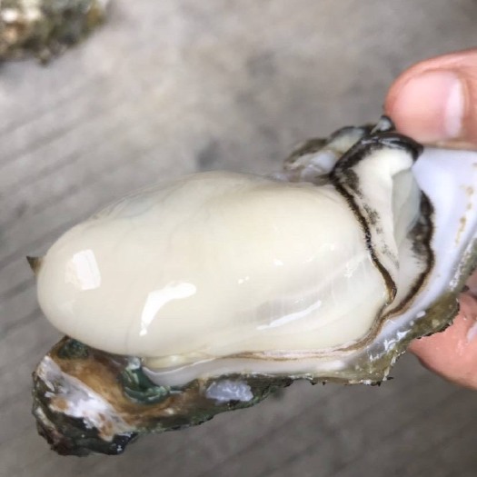 厦门长牡蛎 鲜活生蚝牡蛎批发烧烤蚝地摊蚝三倍体二倍体包邮