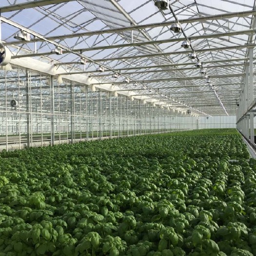 天津种植大棚 温室大棚农业种植温室大插地棚暖棚连栋温室纹络育苗