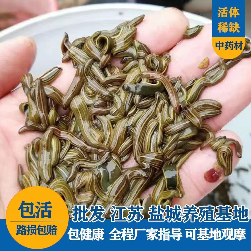 盐城宽体金线蛭 种苗 卵茧 幼苗 满月苗 青年苗 包回收苏南种