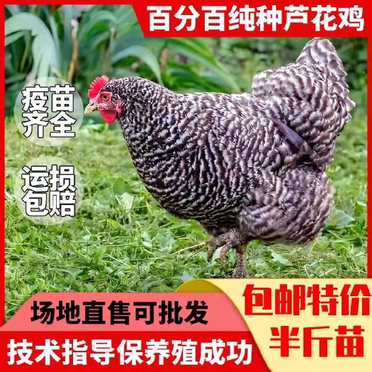 郓城县纯种芦花鸡苗脱温鸡散养活体疫苗齐全产蛋量高青年鸡下蛋