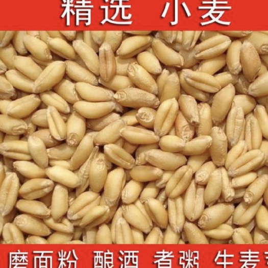 杞县白麦 河南开封小麦