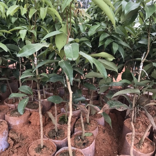 灵山县（热卖中）荔枝王苗 嫁接苗 广西带土带叶发货 存活率高