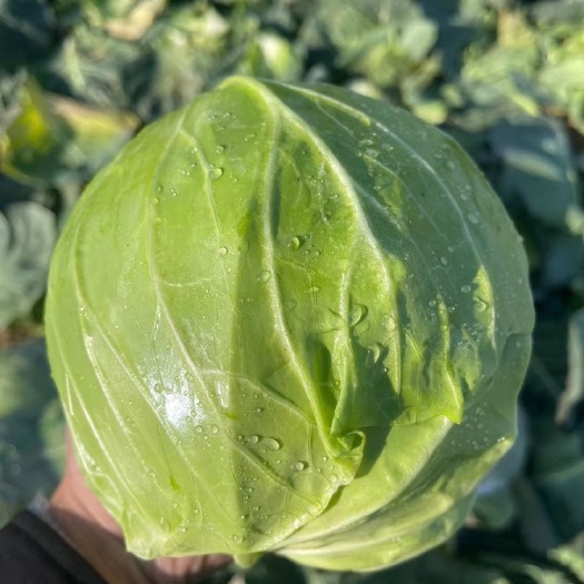 圆包菜 湖北本地斯特丹甘蓝 一手货源 物美价廉 保证质量
