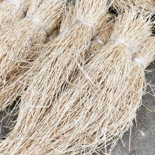 广州新鲜白茅根