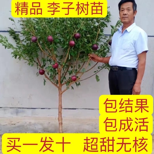 上海杏李苗  一斤大果甜！恐龙蛋李子，当年结果，包品种、包结果