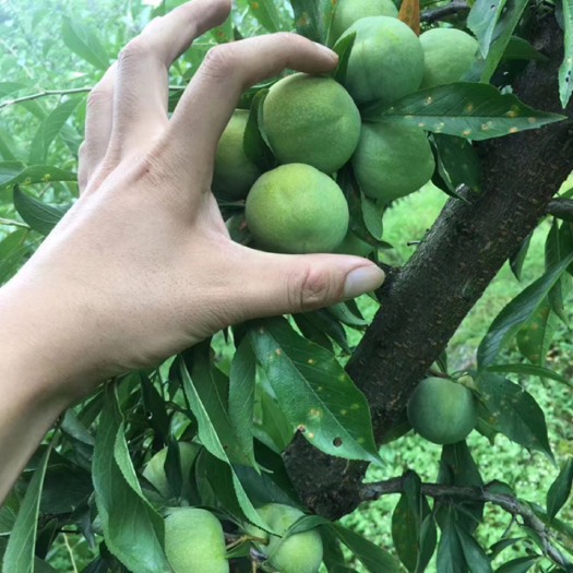 利川市青脆李子高原地区无污染有机种植脆甜可口现采现摘现发水果