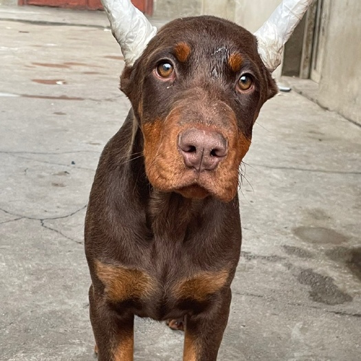 郓城县精品杜宾犬