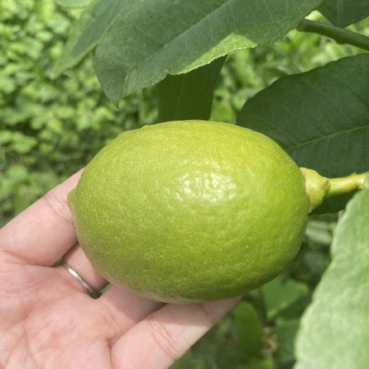 恩平市 广东香水柠檬