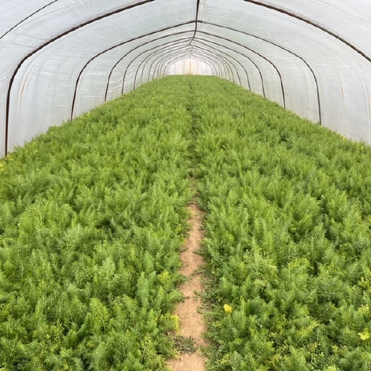枣庄小茴香 老桩茴香苗