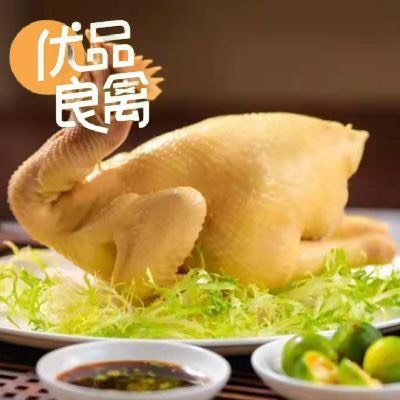 海口传味文昌鸡优选3号（黄皮）坡地散养全国发货/