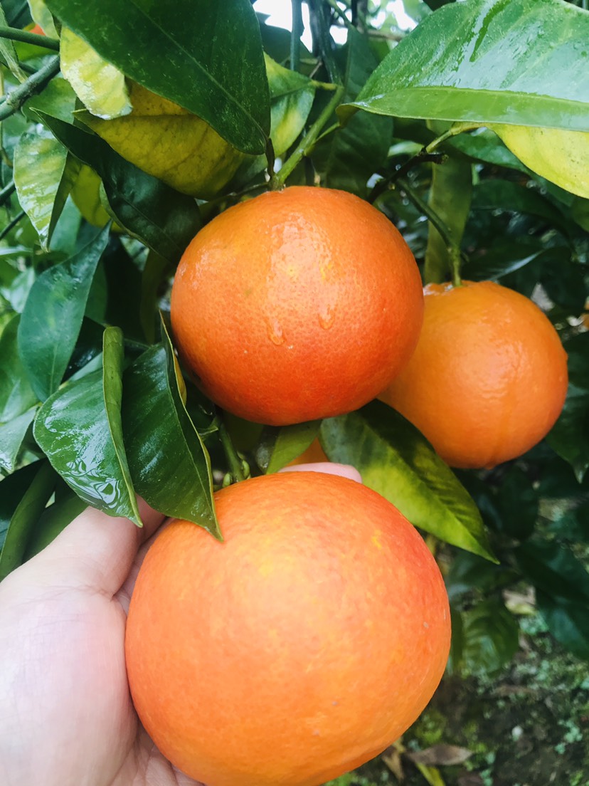 忠县玫瑰香柑塔罗科血橙柑橘橙子，重庆忠县，一手货源