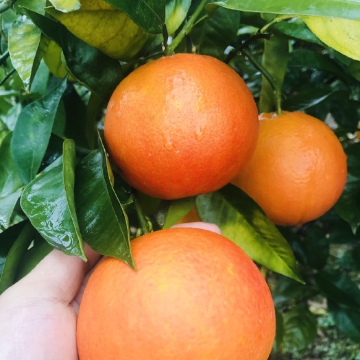 忠县玫瑰香柑塔罗科血橙柑橘橙子纽荷尔脐橙，重庆忠县，果园货源