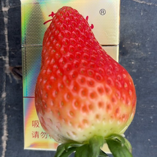 阜阳天仙醉草莓苗 天仙醉草莓种苗、牙签苗出售。