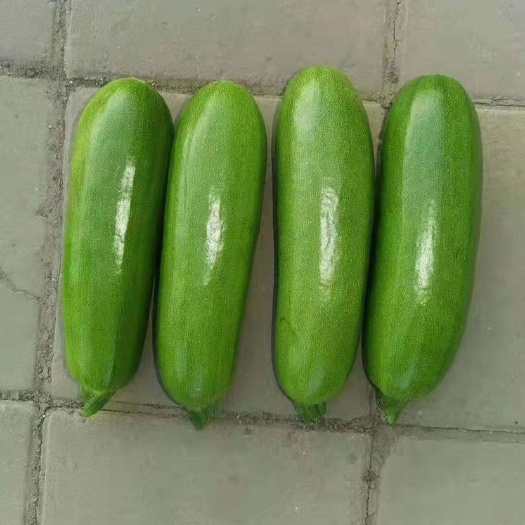 绿皮西葫芦种子 瓜条美观，连读做果为强，商品性佳，高抗病害，